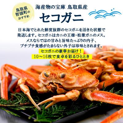 ふるさと納税 智頭町 【新物とれたて】せこがに セイコガニ 活生 姿 約2kg 10〜16枚 松葉ガニのメス 鳥取県 |  | 02