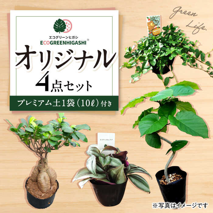 【ふるさと納税】観葉植物オリジナル4点セット（ガジュマル大・ゴムの木曲がり・季節のミニ観葉）/ 観葉植物 室内観葉植物 ガジュマル ガジュマルの木 がじゅまる ゴムの木 インテリア おしゃれ / エコグリーンヒガシ / 大村市[ACAL001]