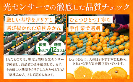 ＜先行予約＞草枕みかん 約4kg 《11月上旬-12月上旬頃出荷》熊本県 長洲町 フルーツ 柑橘 みかん ミカン 草枕 デザート 送料無料