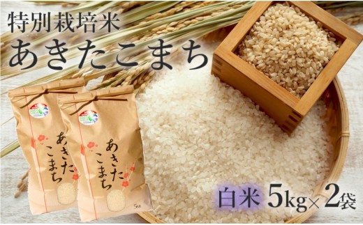 
                  米 あきたこまち 10kg (5kg×2袋) 令和7年産 白米 精米 こめ お米 おこめ 令和7年 特別栽培米 産地直送 ご飯 ごはん 秋田こまち 秋田 秋田県 能代市 特別栽培 減農薬
                