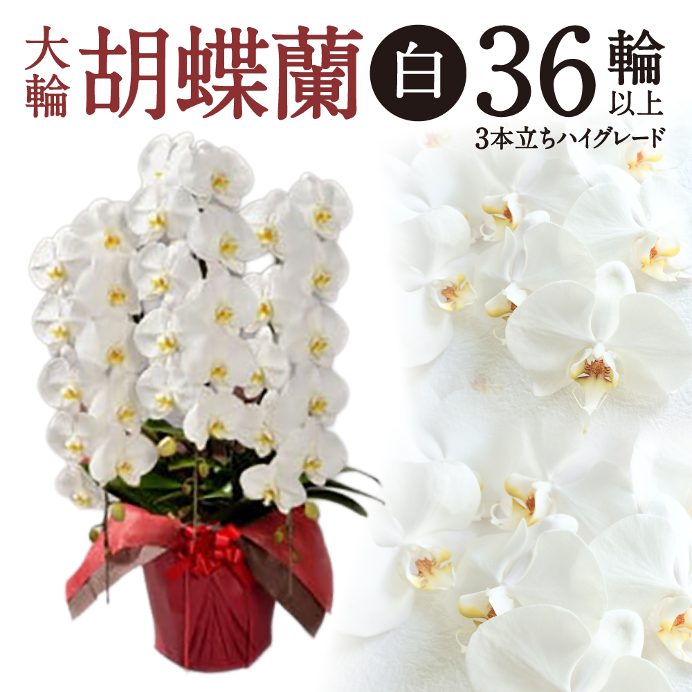 大輪胡蝶蘭 白 3本立ち　ハイグレードタイプ　AO11　綾羽株式会社