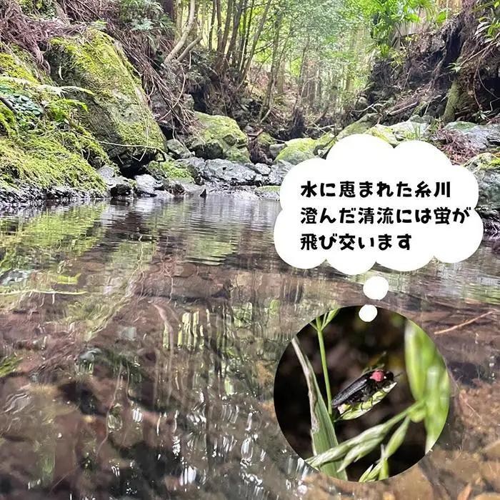 お米 10kg (5kg×2袋) 思いを繋ぐ糸川のお米 結意米 【ゆいまい】和歌山県産 【みかんの会】