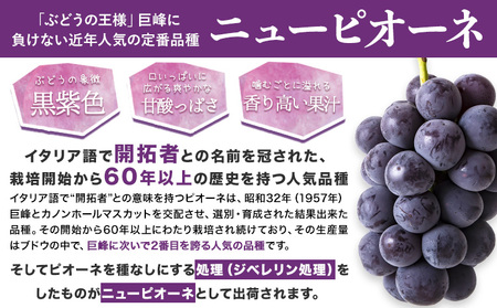 秀品 ニューピオーネ 約600g 1房 《9月中旬～11月上旬頃に出荷予定(土日祝除く)》｜ピオーネ ニューピオーネ 岡山県産ピオーネ