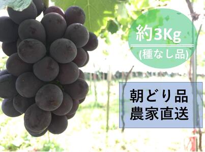 【農家直送（収穫日に発送）】種無し巨峰　◆約３ｋｇ（5～7房）