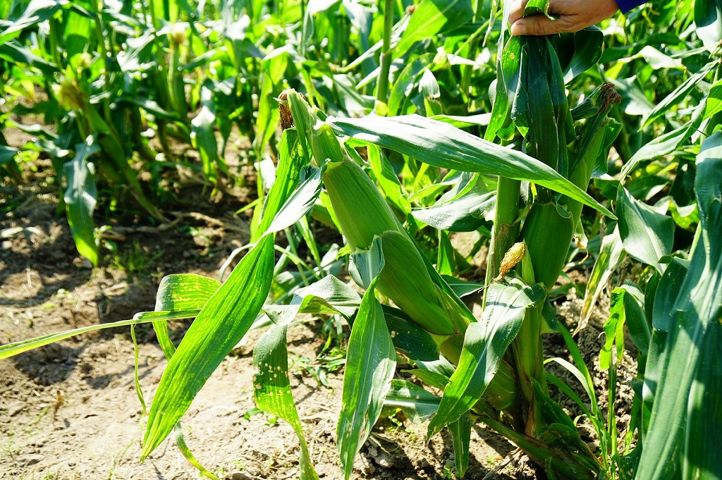 【2026年6月より順次発送】とうもろこし【ドルチェドリーム、ホワイトショコラ、プレミアム味来】ランダム2種詰合せ3.5Kgセット_とうもろこし 2種 詰合せ 計 3.5kg ドルチェドリーム ホワイ