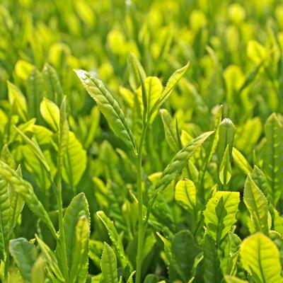 ふるさと納税 磐田市 静岡県磐田市産の一番茶葉100%使用!どうまい缶飲料「いわた茶缶」(300gボトル缶×24) |  | 02