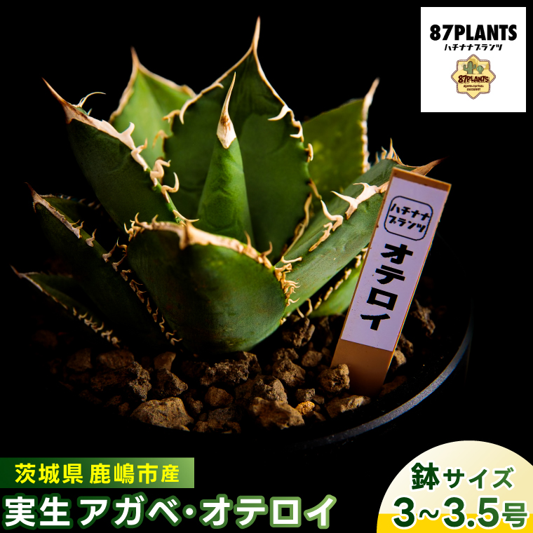 鹿嶋市産 実生アガベ・オテロイ（3～3.5号鉢サイズ）【アガベ オテロイ 多肉植物 鉢 茨城県 鹿嶋市】（KCP-11）