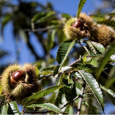 ふるさと納税 かすみがうら市 2026年産!大粒生栗 先行予約受付中 かすみがうら市産　生栗　2Lサイズ 3kg |  | 01