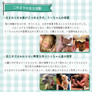 【返礼品なし】 障害犬 保護犬の支援 保護犬