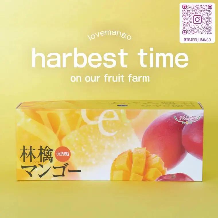 【2027年8月より順次発送】稀少プレミアム！！豊見城市産キーツマンゴー 約1.5kg(2～3玉) (BV001-1)