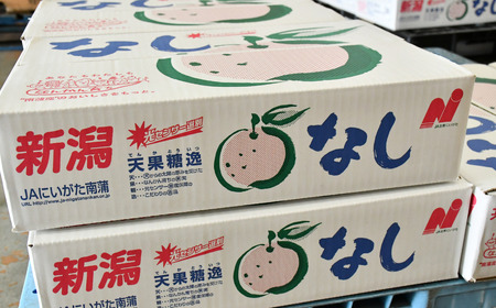 先行予約 和梨 新王 特秀品 約5kg 糖度13度以上を厳選 令和8年度 新潟県産 天果糖逸 JAえちご中越