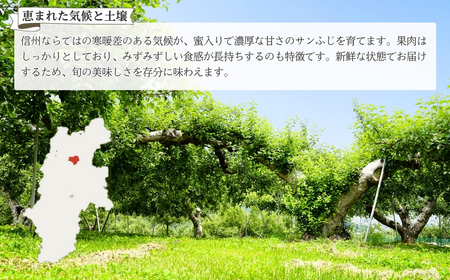 【2026年先行予約】りんご サンふじ 約10kg＜中島農園＞|りんご