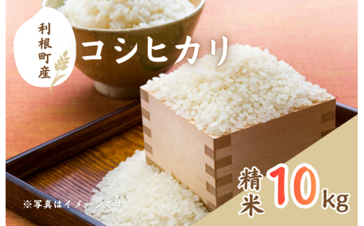 利根町産コシヒカリ　精米10kg ／ 米 こめ コメ お米 おこめ コシヒカリ こしひかり 令和7年産 白米 精米 ご飯 ごはん 10kg 送料無料