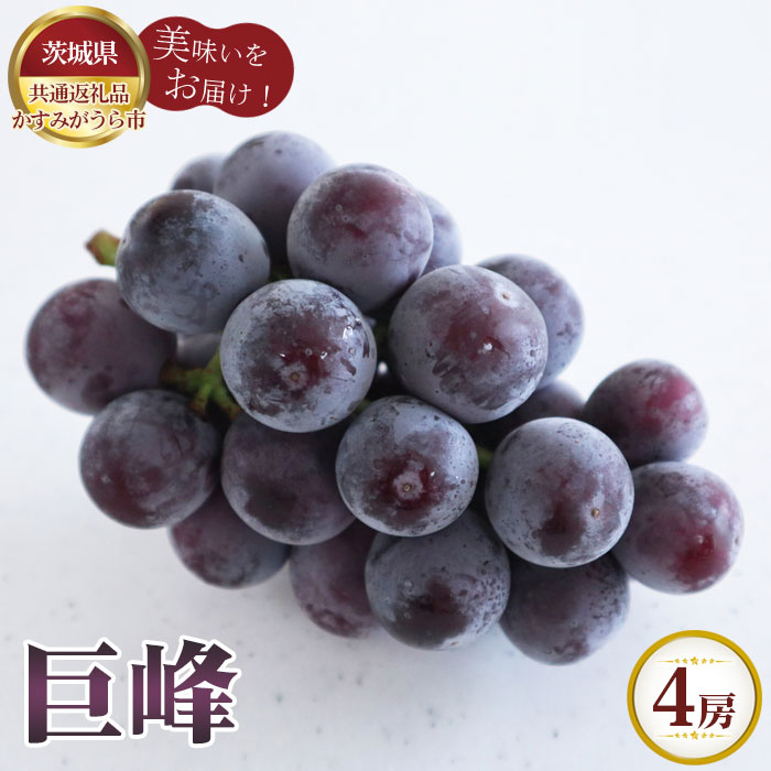 【ふるさと納税】【先行予約】巨峰　4房【茨城県共通返礼品 かすみがうら市】 ／ ブドウ ぶどう 葡萄 フルーツ 果物 送料無料 茨城県 No.602