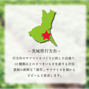 【2025年11月より順次発送】2025年度産 パープルスイートロード 約2kg｜さつまいも 芋 お芋 パープルスイートロード 渋谷農園 先行予約 茨城県 行方市(BZ-54)