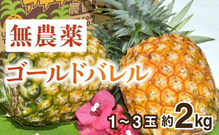 2025年 先行予約 パイナップル ついに実現！栽培期間中 完全有機 無農薬 アナナスバレル 約2kg 1～3玉 果物 フルーツ