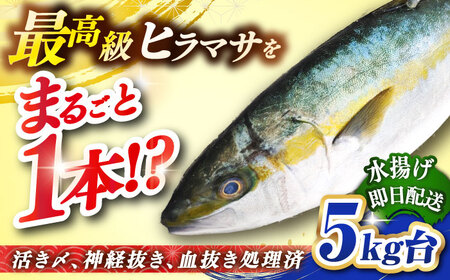 壱岐島産天然ヒラマサ（5キロ台・丸もの） 《壱岐市》【壱岐島　玄海屋】[JBS070] ヒラマサ 魚 刺身 煮物 カルパッチョ お寿司 77000 77000円 のし プレゼント ギフト 冷蔵配送 九州