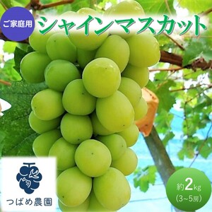 早期受付 ぶどう ご家庭用 シャインマスカット 約2kg(3～5房)  岡山県 高梁市産