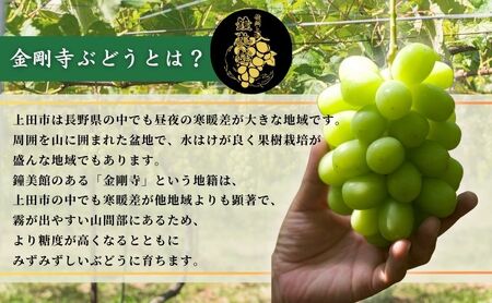 【2026年先行予約】シャインマスカット 信州上田産金剛寺ぶどう 約4kg 8～10房 ぶどう 葡萄 ブドウ マスカット 4kg 果物 くだもの フルーツ デザート 旬の果物 旬のフルーツ 長野県 長