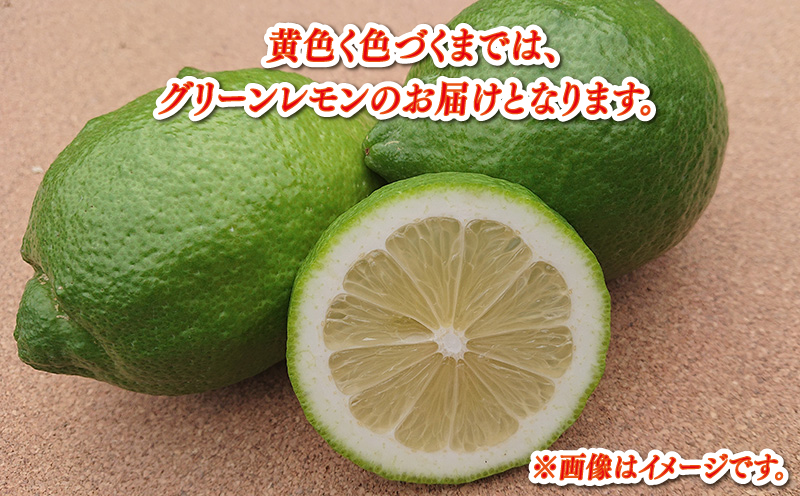 レモン 家庭用 9kg サイズ不揃い 兵頭農園 れもん 檸檬 レモン果汁 酸味 爽やか 果実 サワー ジュース チューハイ remon 青レモン 果物 くだもの ビタミン フルーツ 柑橘 農家直送 産