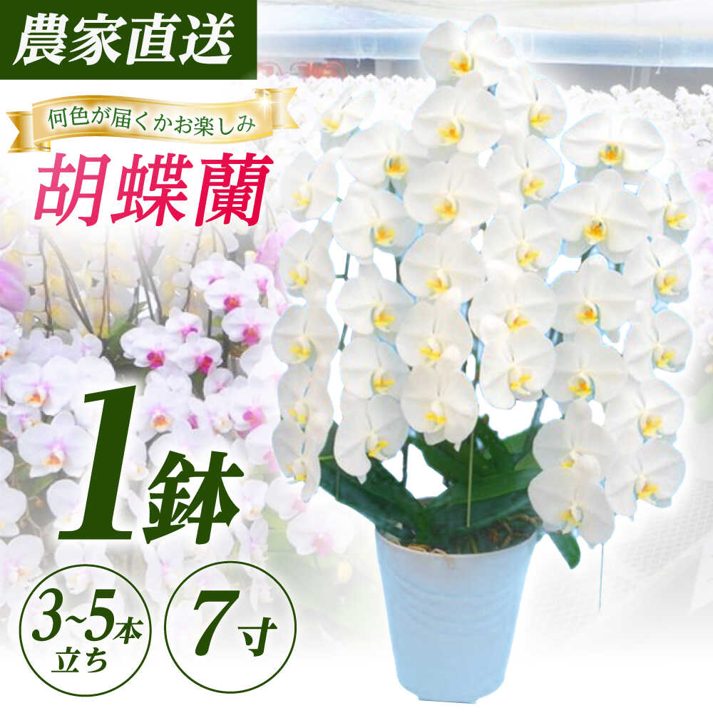 【ふるさと納税】【3〜5本立ち7寸】生産農家直送！胡蝶蘭 1鉢【足柄金太郎洋蘭園】開成町 洋蘭 蘭 お花 生花 鉢花 鉢[BDAB009]