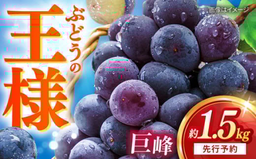 【先行予約：2025年8月中旬より順次発送予定】 巨峰 種あり 約1.5kg / ぶどう 葡萄 フルーツ / 大村市 / おおむら夢ファームシュシュ [ACAA379]