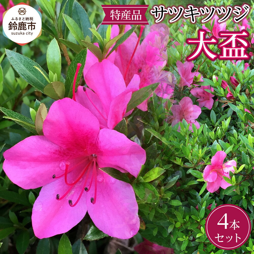 【ふるさと納税】特産品の サツキツツジ大盃 4本セット