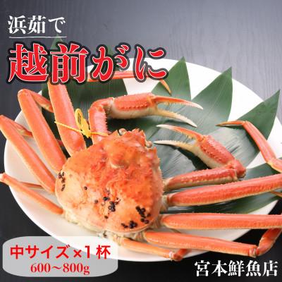 ふるさと納税 越前町 【2026年1月中旬頃より順次発送】《浜茹で》越前がに　中サイズ×1杯