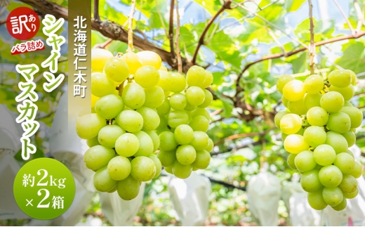[先行受付] 訳あり 北海道 仁木町  シャインマスカット 約2kg×2箱 ブドウ 葡萄 マスカット 果物 くだもの フルーツ [嶋田茂農園]