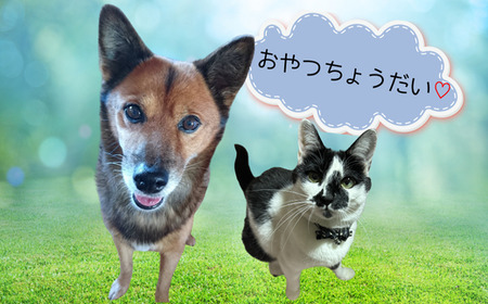 シカ肉ジャーキー　いぬ＆ねこ用おやつ（5袋入り）