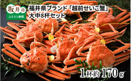 
【先行予約】福井県ブランド ≪茹で≫「越前セイコ蟹」 大中8杯セット 【2024年11月～2024年12月発送予定】 [K-1402]
