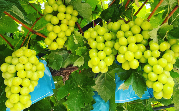 【先行予約】シャインマスカット 約1.5kg 2房 みのだ観光農園 宇城市産 マスカット ぶどう 葡萄 果物 フルーツ 旬 冷蔵 送料無料 熊本県 宇城市 【2026年9月上旬～9月中旬発送予定】