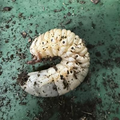 ふるさと納税 山形市 ヘラクレスオオカブト(ヘラクレスヘラクレス)3令中期幼虫ペア(オス1匹、メス1匹) FY25-205 |  | 03