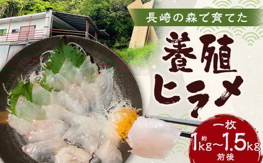 長崎の森で育てた『養殖ヒラメ』 一枚 1kg～1.5kg前後 ／ 1枚 平目 ひらめ 鮃 魚介 魚貝 白身 鮮魚 養殖 国産 長崎市産 九州産