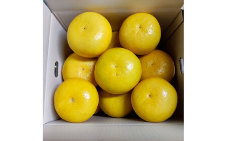 【先行予約】土佐文旦 大玉 家庭用 約10kg（2L～4Lサイズ混合：16～21玉)  数量限定 文旦 ぶんたん ブンタン 10キロ 柑橘 フルーツ 果物 ご当地 お取り寄せ 土佐 高知＜2027年1