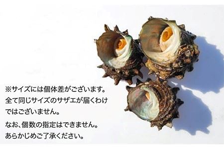 壱岐島 サザエ（大） 合計約1.5kg 《壱岐市》【マルショウ水産】[JBB004] 17000 17000円 お刺身 産地直送 冷蔵配送 サザエ さざえ 栄螺 つぼ焼き 冷蔵 生 刺身 BBQ 九州