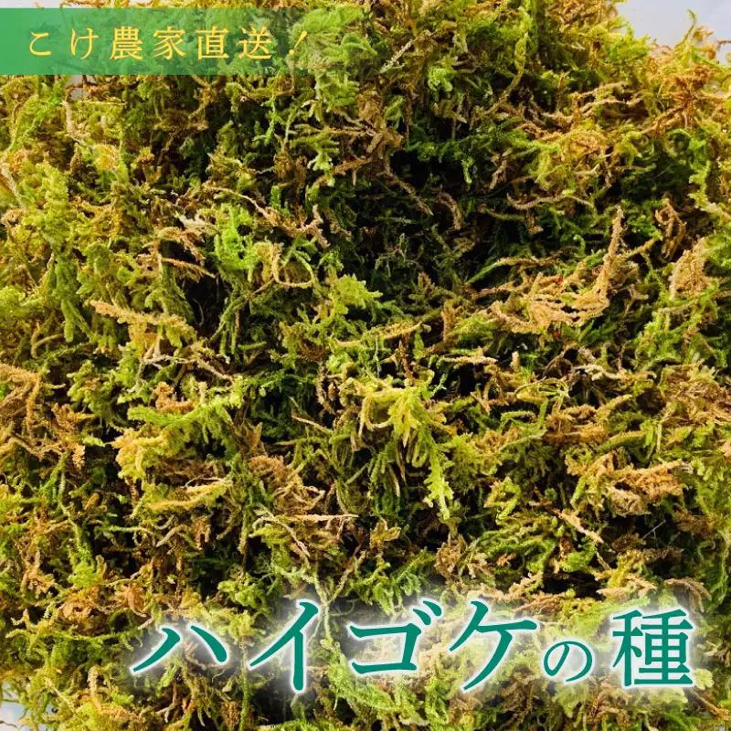 ハイゴケ の種10L 観葉植物 【苔テラリウム】  こけ 静岡県 牧之原市 苔g