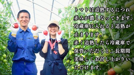 【2024年2月上旬発送開始】 スーパーフルーツトマト 大箱 約2.6kg × 2箱 （20～35玉/1箱）糖度9度以上 スーパーフルーツ トマト とまと 野菜 [BC009sa]