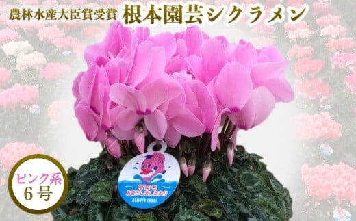 【先行予約】 シクラメン ピンク系 6号鉢 | 花 お花 ガーデンシクラメン レッド 赤 花ギフト フラワーギフト 鉢花 鉢植え ギフト プレゼント 贈答 農林水産大臣賞受賞 根本園芸