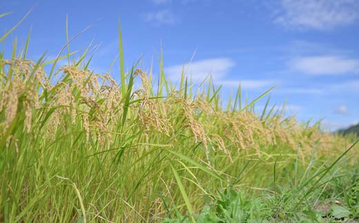 ≪先行予約≫令和7年度 山形県産 はえぬき 5kg 精米 2025年10月下旬から順次発送 白米 お米 米 米米 新米 ご飯 ごはん ブランド米 銘柄米 2025年産 令和7年度産 家庭用 自宅用 贈
