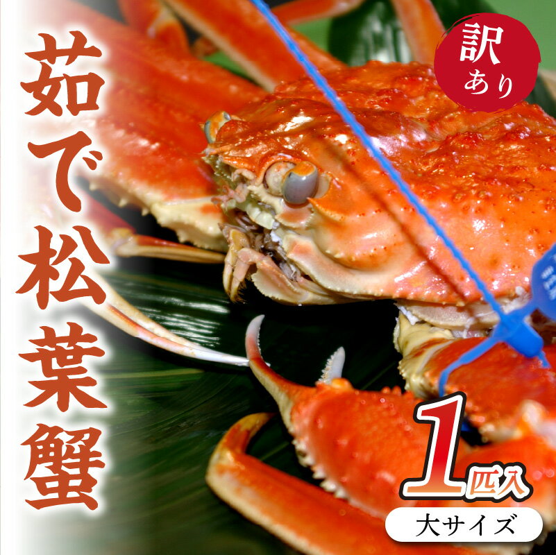 【ふるさと納税】【 訳あり 】日本海産 ブランド蟹　茹で松葉蟹 【訳あり】大サイズ　matubakani900 1匹入り ズワイガニ 松葉ガニ 900g 国産 カニ かに 蟹 松葉ガニ 訳あり ボイル 茹で松葉蟹 高級 自宅用 天然 冬の味覚 冷蔵 まるごと 京都 丹後 送料無料