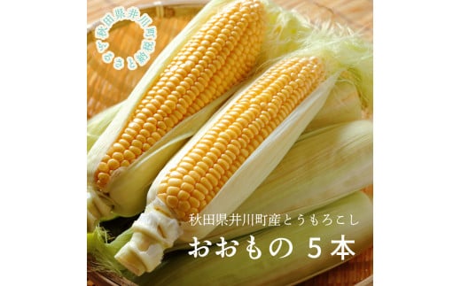 【令和７年分先行受付】とうもろこし（5本）秋田県井川町産　つかまファーム