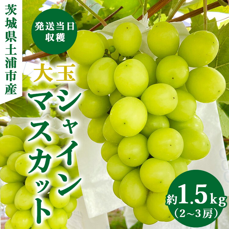 【ふるさと納税】【先行予約】茨城県産シャインマスカット【約1.5キロ】 ※2026年9月～発送