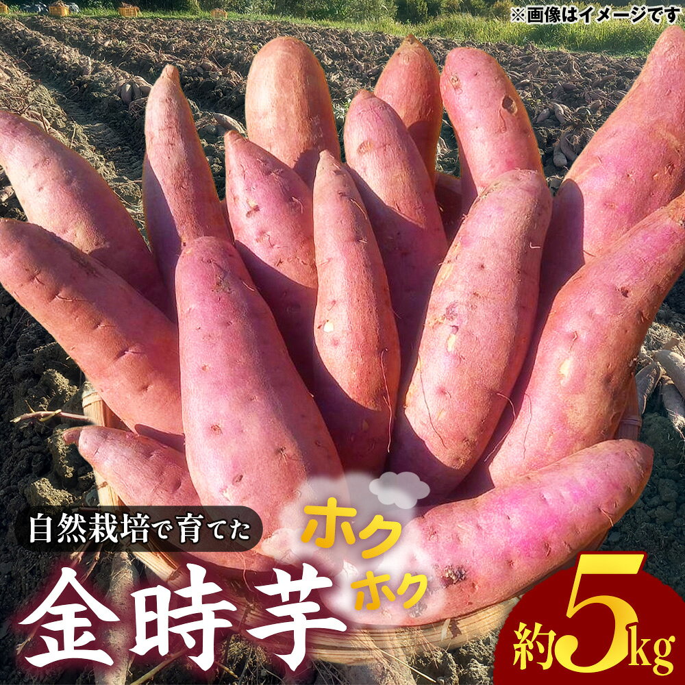 【ふるさと納税】 自然栽培で育てた ホクホク 金時芋　☆約5kg☆ ／ 無農薬 新鮮 国産野菜 無化学肥料 さつまいも サツマイモ 送料無料 山口県 No.222