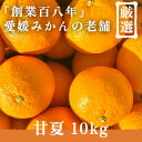 【ふるさと納税】創業百八年 愛媛みかんの老舗【甘夏10kg】家庭用【新口農園】【D70-27】_ みかん ミカン 柑橘 フルーツ 果物 くだもの 青果 甘夏 あまなつ 産地直送 産直 愛媛 甘い ジューシー 常温 家庭用 希少 名産地 木成り 完熟 【1470661】