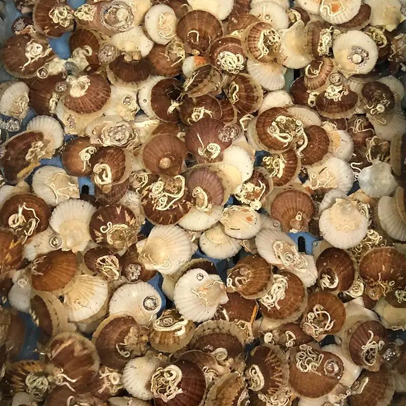 「俺のホタテ」 ホタテ 稚貝 2㎏ ホタテ ほたて 帆立 活ホタテ 貝柱 殻付き 魚介 魚貝 魚貝類 青森県 東北 平内町 陸奥湾 むつ湾 F21J-298