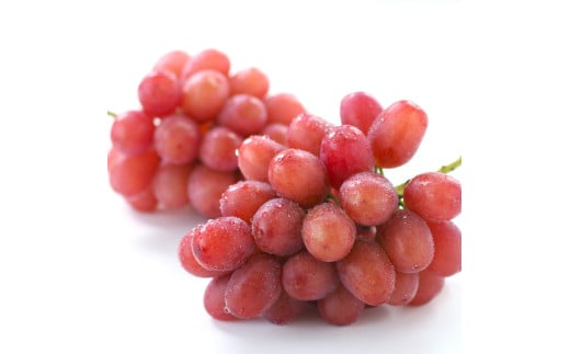 【産地厳選!】長野県産・クイーンルージュ（約2kg）秀品 2026年10月中旬より発送 信州 南信州 高森町 産地直送 果物 くだもの ぶどう 旬のぶどう 山下屋荘介