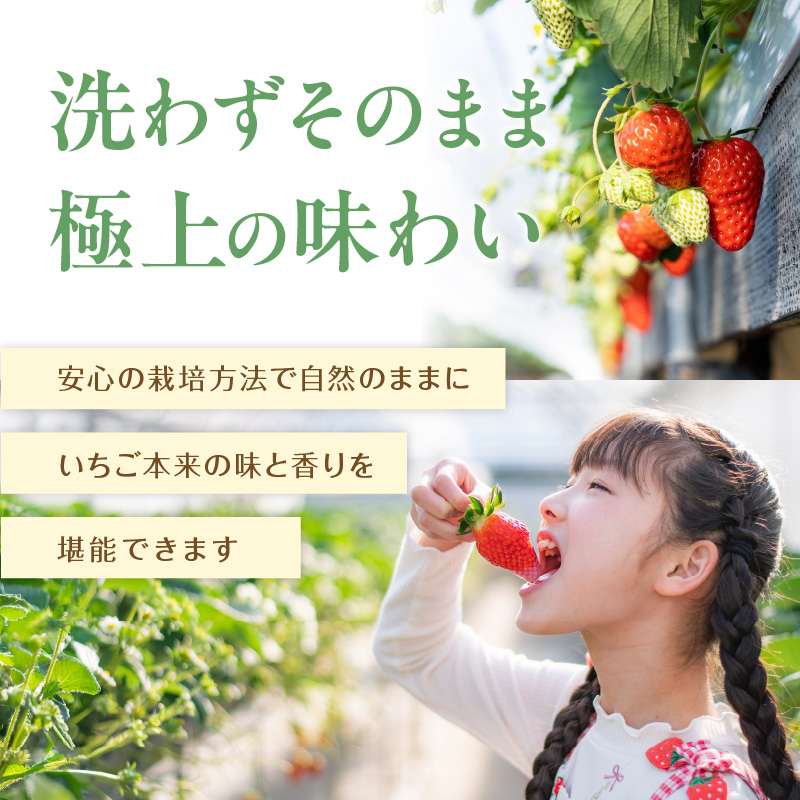 こだわり苺　品種お任せ小箱8粒～10粒×2パック(4月発送)( いちご 苺 イチゴ 紅ほっぺ かおり野 さがほのか 恋みのり 果物 フルーツ フルーツサンド ケーキ )【B0-176_04】