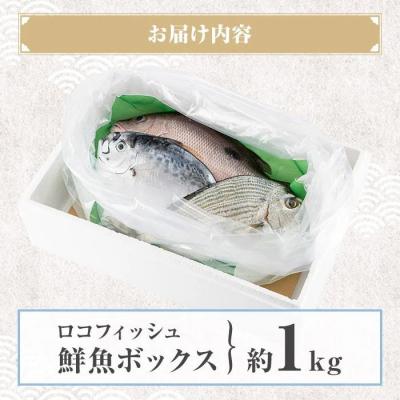 ふるさと納税 肝付町 漁師厳選!ロコフィッシュ(地魚)  鮮魚 ボックス(約1kg)【発泡スチロール包装】　P78002 |  | 03