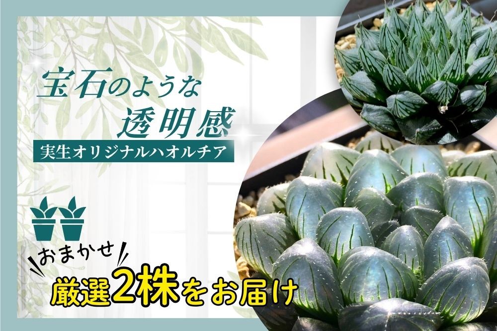 
                  特選美種：多肉植物 ハオルチア 実生オリジナル苗 おまかせ2種【埼玉県 春日部市 観葉 緑化 卓上装飾 園芸用品種 セレクト 希少株 自宅用 ギフト】（DM002）
                